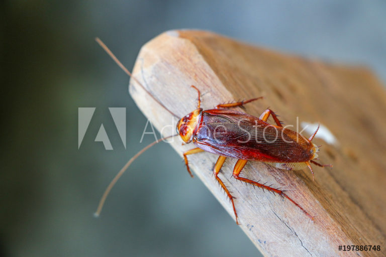 AdobeStock_197886748_Preview