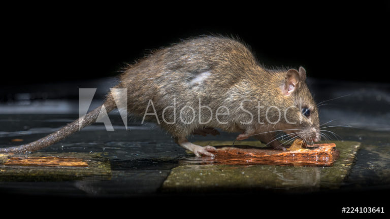 AdobeStock_224103641_Preview