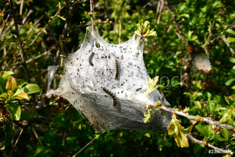 AdobeStock_23008094_Preview