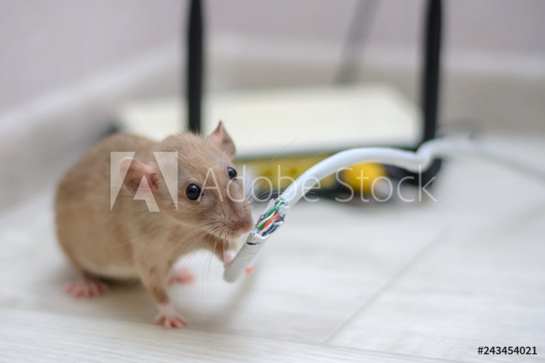 AdobeStock_243454021_Preview