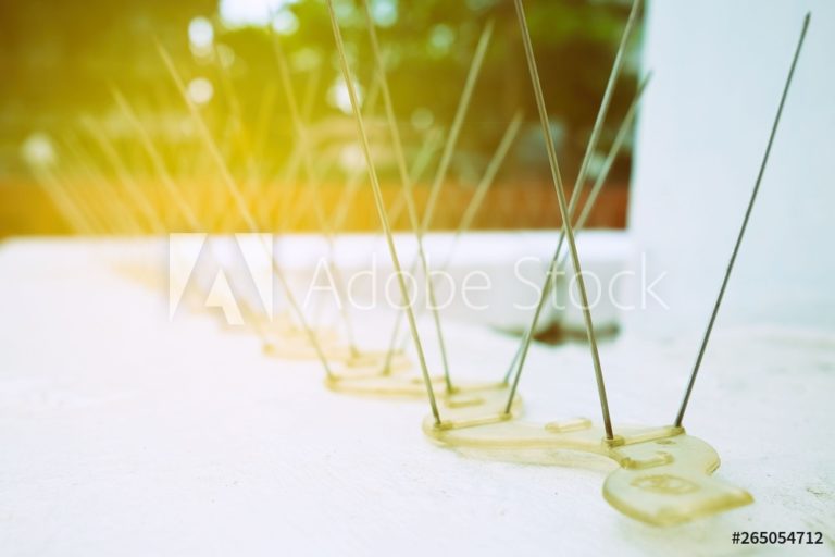 AdobeStock_265054712_Preview