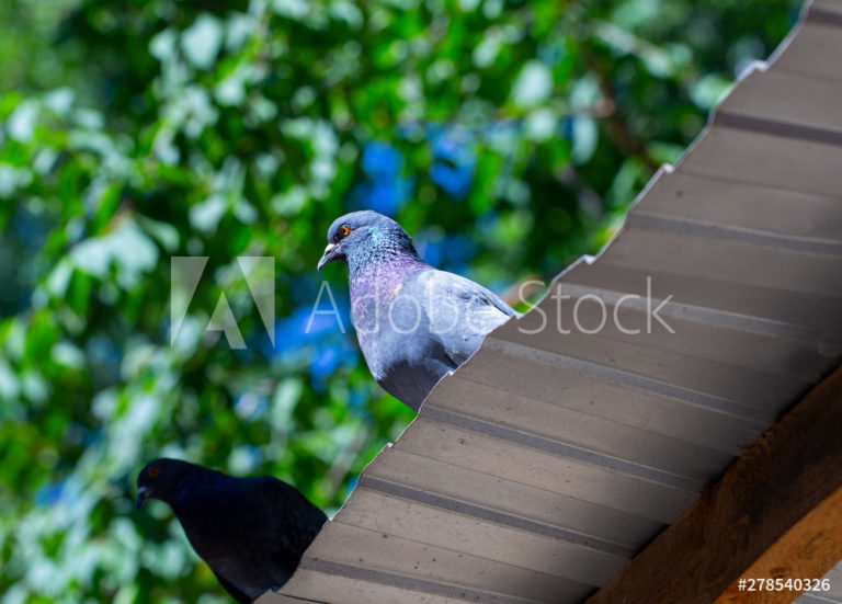 AdobeStock_278540326_Preview