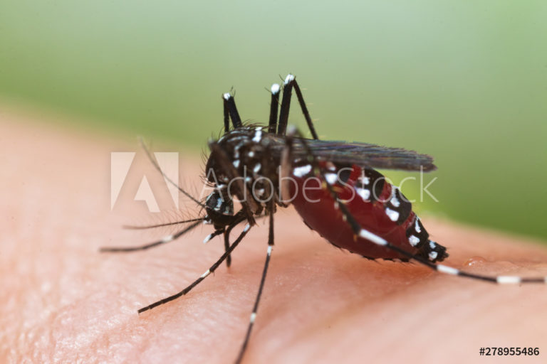 AdobeStock_278955486_Preview