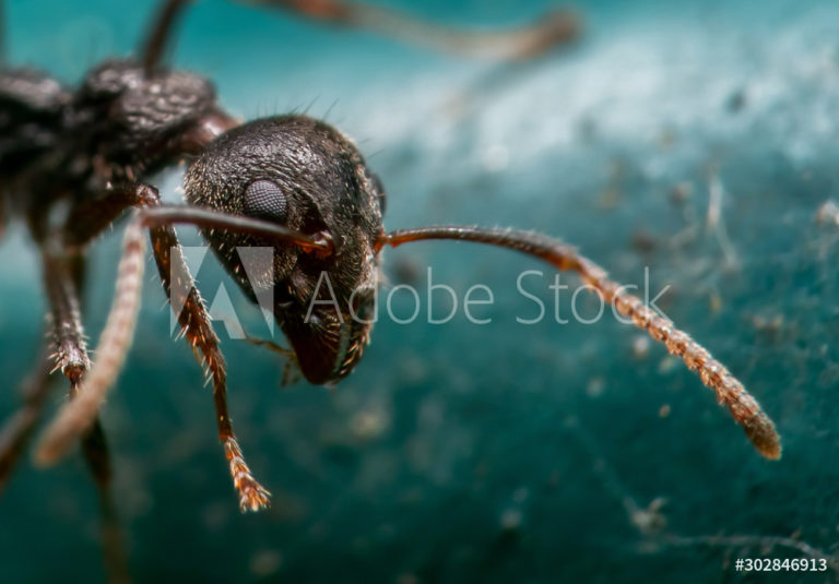AdobeStock_302846913_Preview