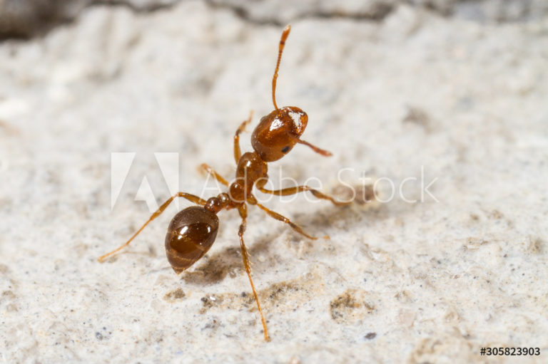 AdobeStock_305823903_Preview