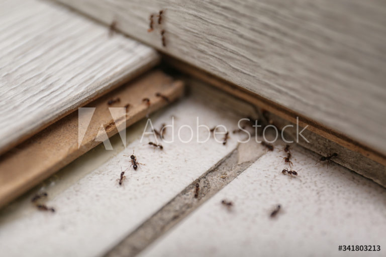 AdobeStock_341803213_Preview