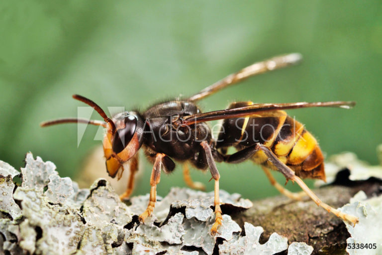 AdobeStock_375338405_Preview