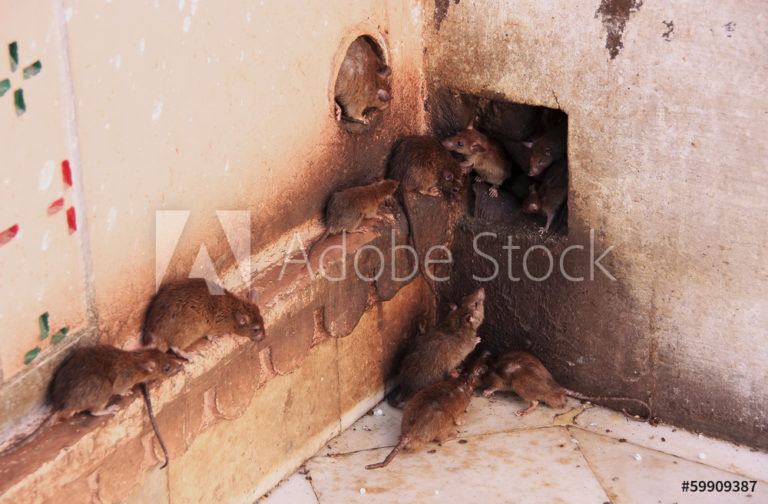 AdobeStock_59909387_Preview