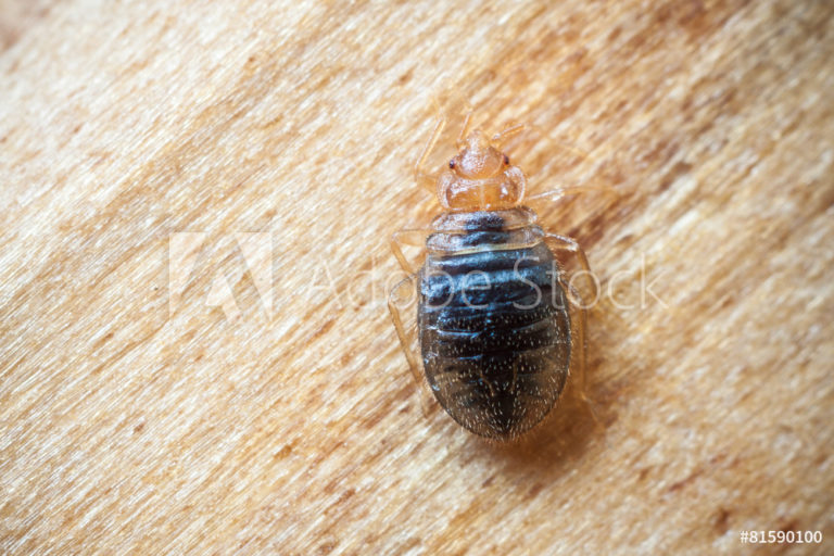 AdobeStock_81590100_Preview